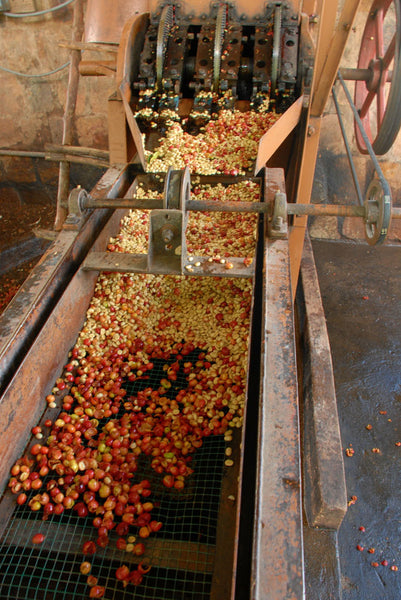 Abakundakawa Rushashi - Rutabo village lot - natural (BIO) - Rwanda π·πΌ