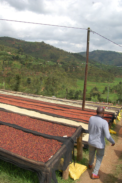 Abakundakawa Rushashi - Rutabo village lot - natural (BIO) - Rwanda π·πΌ