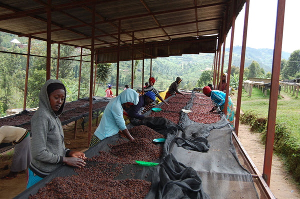 Abakundakawa Rushashi - Ishema youth farmer group lot - washed (BIO) - Rwanda π·πΌ