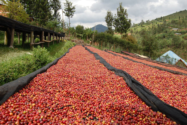 Abakundakawa Rushashi - Rutabo village lot - natural (BIO) - Rwanda π·πΌ