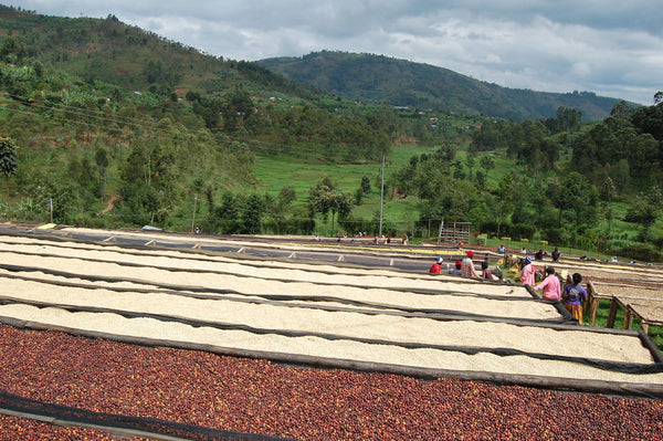 Abakundakawa Rushashi - Ishema youth farmer group lot - washed (BIO) - Rwanda π·πΌ