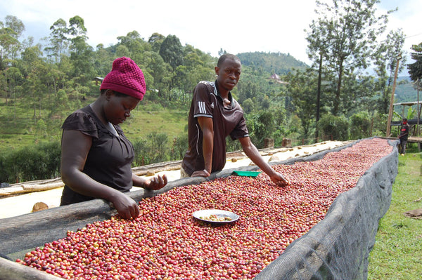 Abakundakawa Rushashi - Rutabo village lot - natural (BIO) - Rwanda π·πΌ
