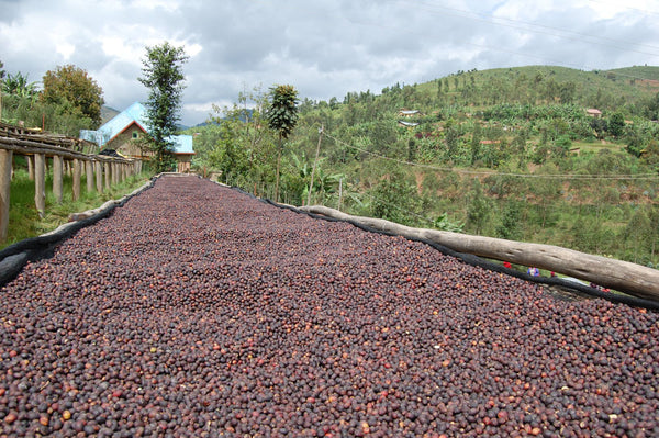 Abakundakawa Rushashi - Rutabo village lot - natural (BIO) - Rwanda π·πΌ