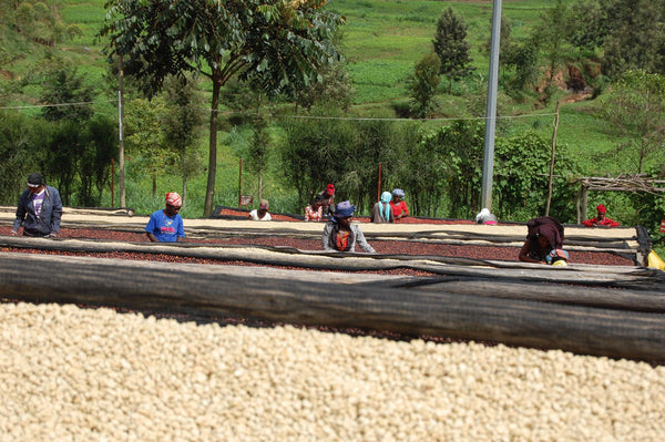 Abakundakawa Rushashi - Ishema youth farmer group lot - washed (BIO) - Rwanda π·πΌ