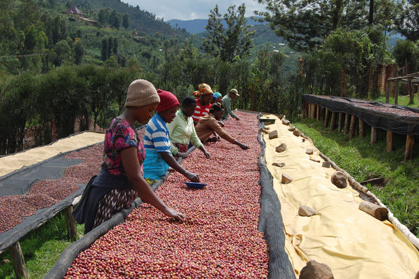 Abakundakawa Rushashi - Rutabo village lot - natural (BIO) - Rwanda π·πΌ
