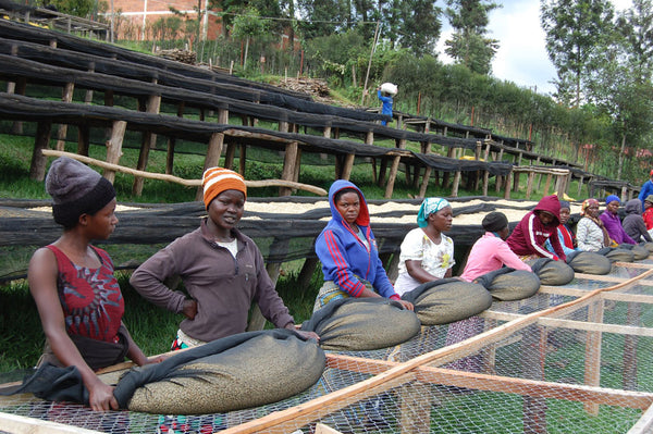 Abakundakawa Rushashi - Ishema youth farmer group lot - washed (BIO) - Rwanda π·πΌ