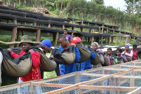 Abakundakawa Rushashi - Rutabo village lot - natural (BIO) - Rwanda π·πΌ