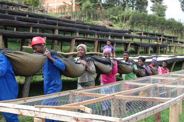 Abakundakawa Rushashi - Ishema youth farmer group lot - washed (BIO) - Rwanda π·πΌ