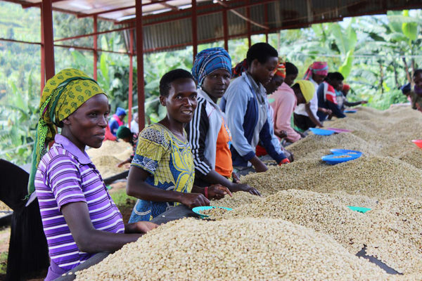 Abakundakawa Rushashi - Rutabo village lot - natural (BIO) - Rwanda π·πΌ