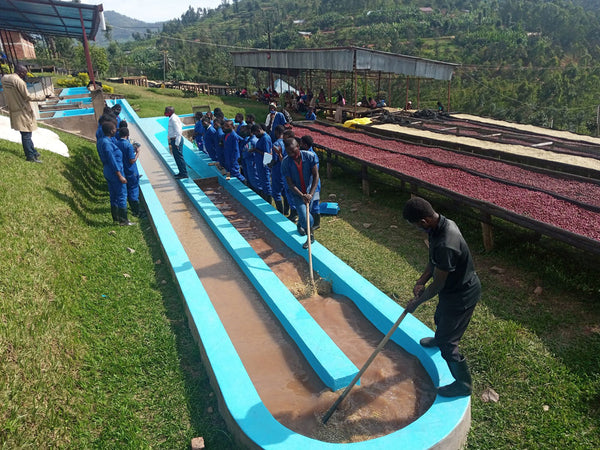 Abakundakawa Rushashi - Rutabo village lot - natural (BIO) - Rwanda π·πΌ