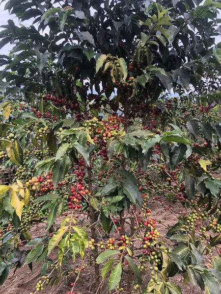 Abakundakawa Rushashi - Ishema youth farmer group lot - washed (BIO) - Rwanda π·πΌ