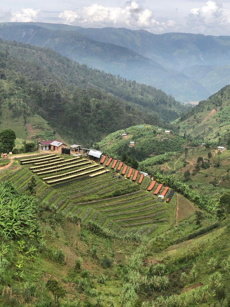 Abakundakawa Rushashi - Rutabo village lot - natural (BIO) - Rwanda π·πΌ