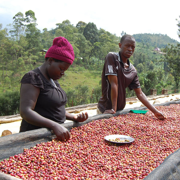 Abakundakawa Rushashi - Ishema youth farmer group lot - washed (BIO) - Rwanda π·πΌ