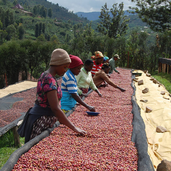 Abakundakawa Rushashi - Rutabo village lot - natural (BIO) - Rwanda π·πΌ