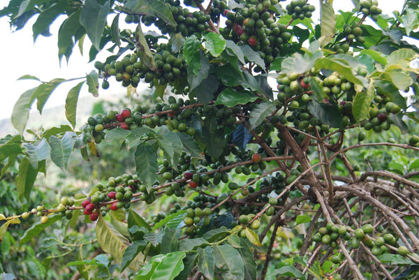 Abakundakawa Rushashi - basic blend - washed - Rwanda 🇷🇼