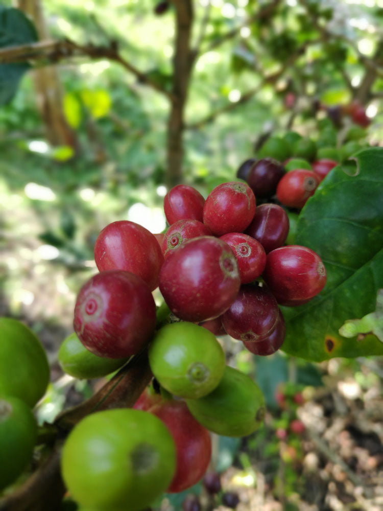 De Versheid van Specialty Coffee: Een kwestie van enkele weken, niet maanden